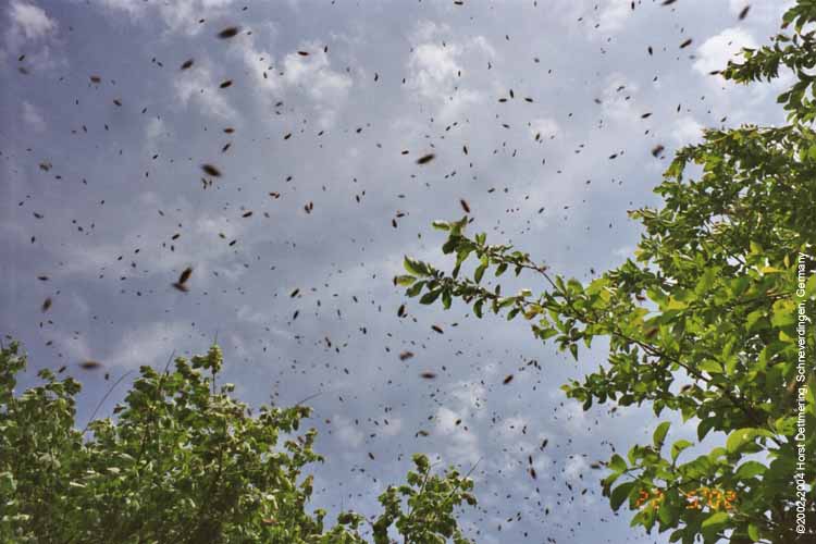 Ein Bienenschwarm ist ausgezogen